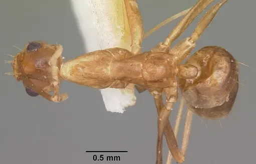 Anoplolepis gracilipes specimen CASENT0102965 image casent0102965_1
