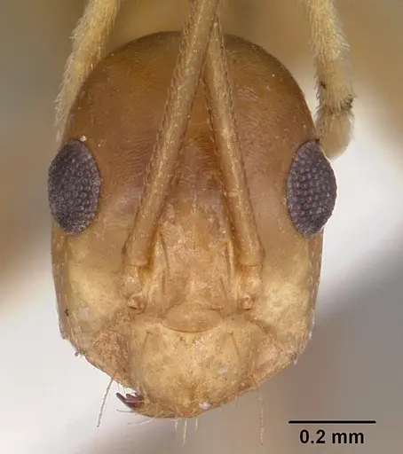 Anoplolepis gracilipes specimen CASENT0102965 image casent0102965_2