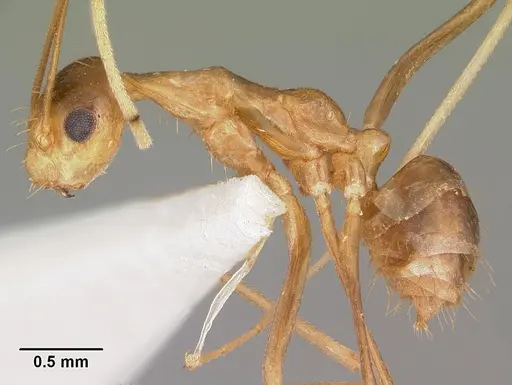 Anoplolepis gracilipes specimen CASENT0102965 image casent0102965_3