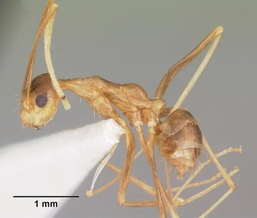 Anoplolepis gracilipes specimen CASENT0102965 image casent0102965_4