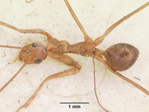 Anoplolepis gracilipes specimen CASENT0103001 image casent0103001_1