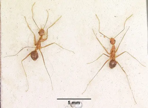 Anoplolepis gracilipes specimen CASENT0103001 image casent0103001_2