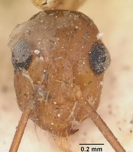 Anoplolepis gracilipes specimen CASENT0103001 image casent0103001_3