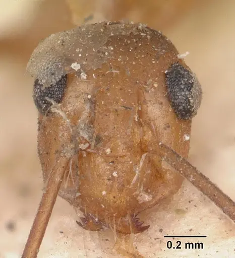 Anoplolepis gracilipes specimen CASENT0103001 image casent0103001_4