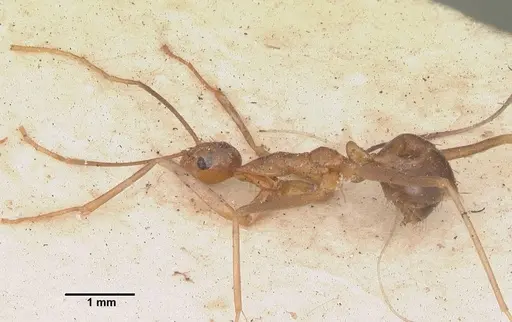 Anoplolepis gracilipes specimen CASENT0103001 image casent0103001_5