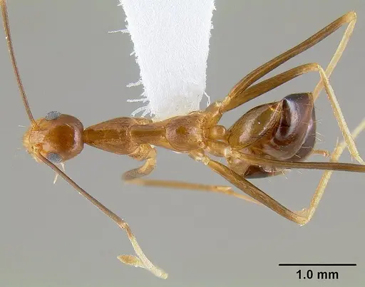 Anoplolepis gracilipes specimen CASENT0106057 image casent0106057_1