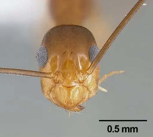 Anoplolepis gracilipes specimen CASENT0106057 image casent0106057_2