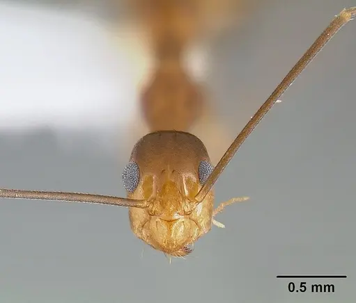 Anoplolepis gracilipes specimen CASENT0106057 image casent0106057_3