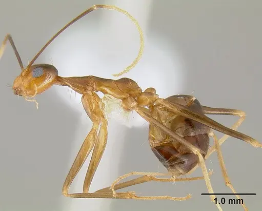 Anoplolepis gracilipes specimen CASENT0106057 image casent0106057_4