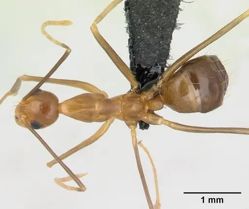 Anoplolepis gracilipes specimen CASENT0125111 image casent0125111_1