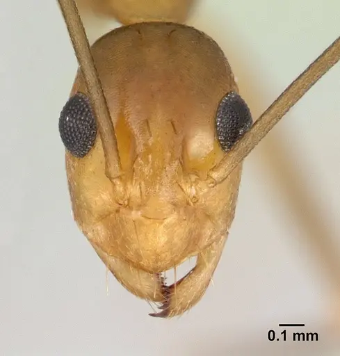 Anoplolepis gracilipes specimen CASENT0125111 image casent0125111_2