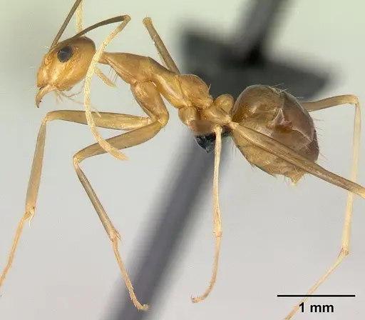 Anoplolepis gracilipes specimen CASENT0125111 image casent0125111_3