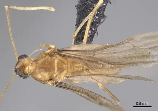 Anoplolepis gracilipes specimen CASENT0158950 image casent0158950_1
