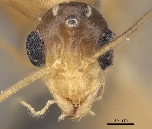 Anoplolepis gracilipes specimen CASENT0158950 image casent0158950_2
