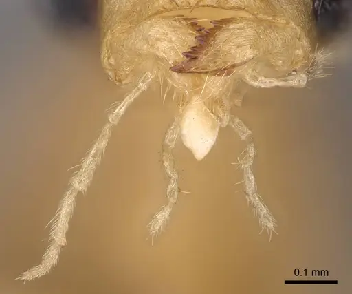 Anoplolepis gracilipes specimen CASENT0158950 image casent0158950_3