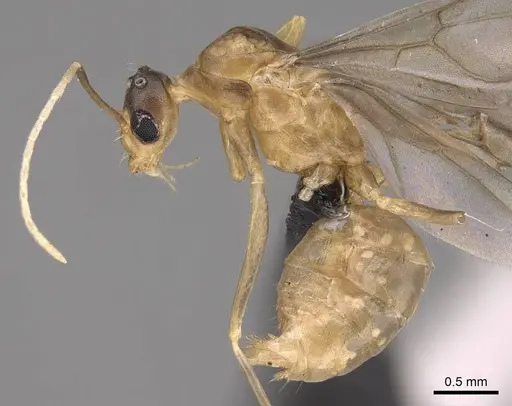 Anoplolepis gracilipes specimen CASENT0158950 image casent0158950_4