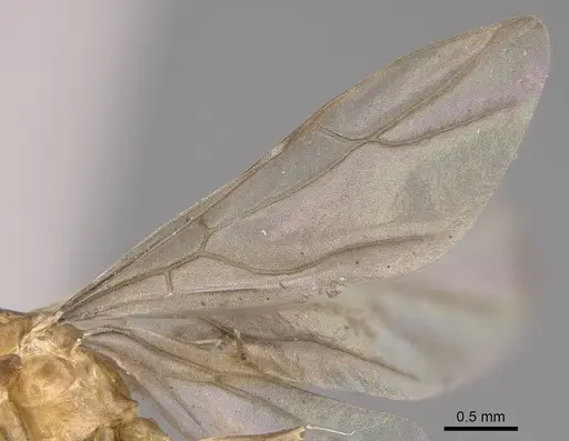 Anoplolepis gracilipes specimen CASENT0158950 image casent0158950_5