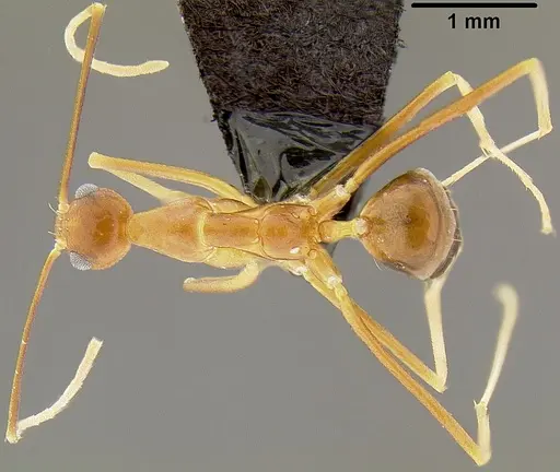 Anoplolepis gracilipes specimen CASENT0171031 image casent0171031_1