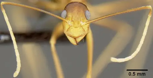 Anoplolepis gracilipes specimen CASENT0171031 image casent0171031_2