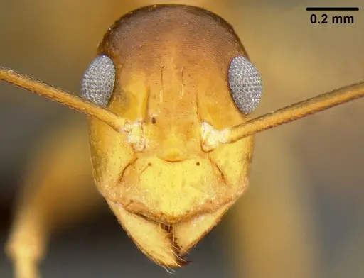 Anoplolepis gracilipes specimen CASENT0171031 image casent0171031_3
