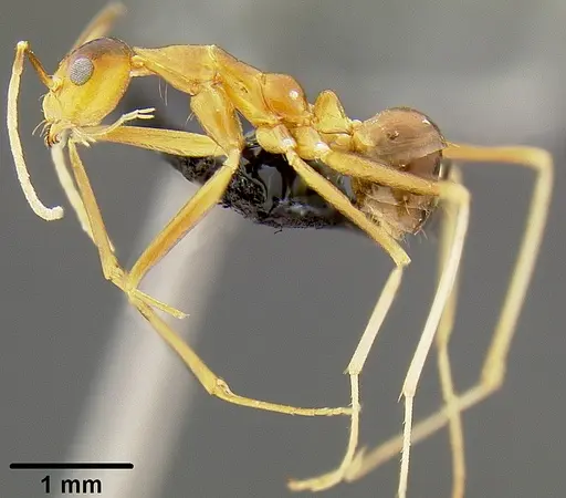 Anoplolepis gracilipes specimen CASENT0171031 image casent0171031_4