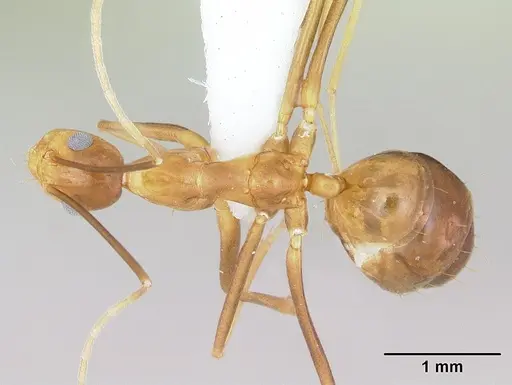 Anoplolepis gracilipes specimen CASENT0172799 image casent0172799_1