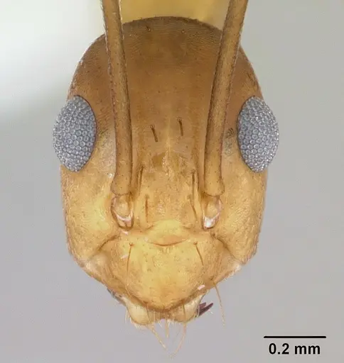Anoplolepis gracilipes specimen CASENT0172799 image casent0172799_2