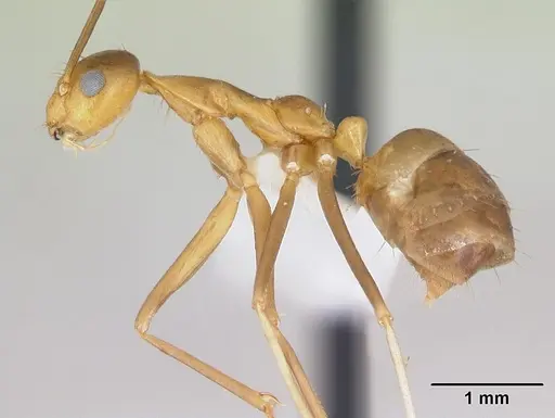 Anoplolepis gracilipes specimen CASENT0172799 image casent0172799_3