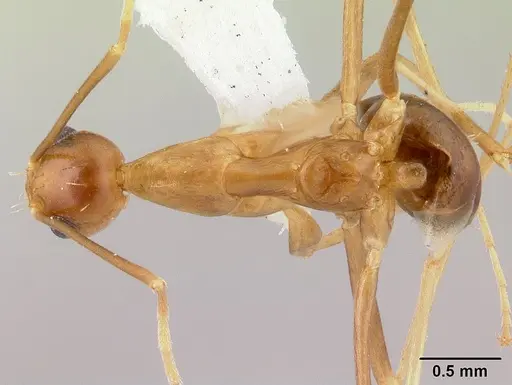 Anoplolepis gracilipes specimen CASENT0178351 image casent0178351_1