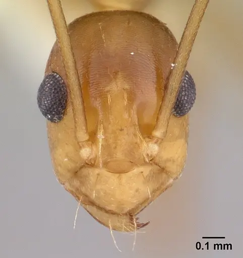 Anoplolepis gracilipes specimen CASENT0178351 image casent0178351_2