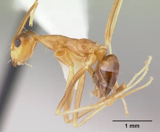 Anoplolepis gracilipes specimen CASENT0178351 image casent0178351_3