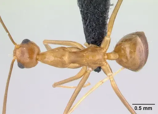 Anoplolepis gracilipes specimen CASENT0188536 image casent0188536_1