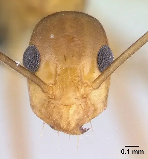 Anoplolepis gracilipes specimen CASENT0188536 image casent0188536_2