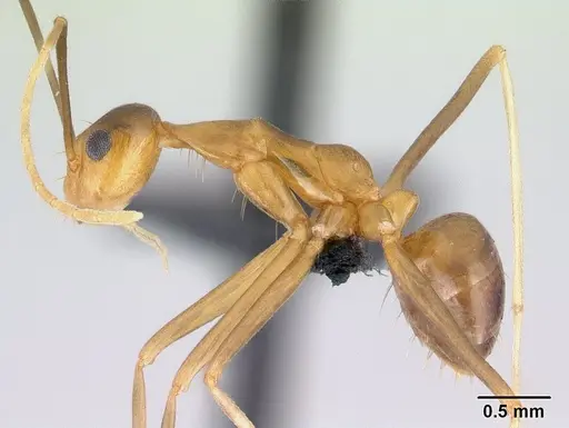 Anoplolepis gracilipes specimen CASENT0188536 image casent0188536_3