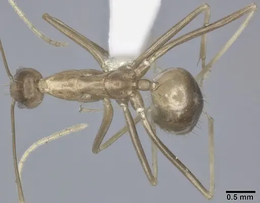 Anoplolepis gracilipes specimen CASENT0246608 image casent0246608_1
