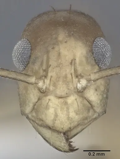 Anoplolepis gracilipes specimen CASENT0246608 image casent0246608_2