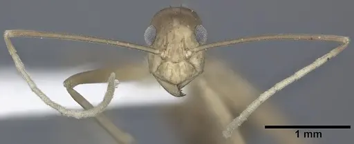 Anoplolepis gracilipes specimen CASENT0246608 image casent0246608_3