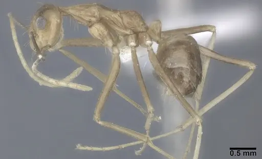 Anoplolepis gracilipes specimen CASENT0246608 image casent0246608_4
