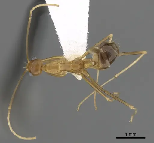 Anoplolepis gracilipes specimen CASENT0249930 image casent0249930_1