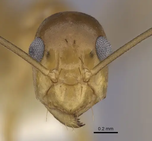 Anoplolepis gracilipes specimen CASENT0249930 image casent0249930_2