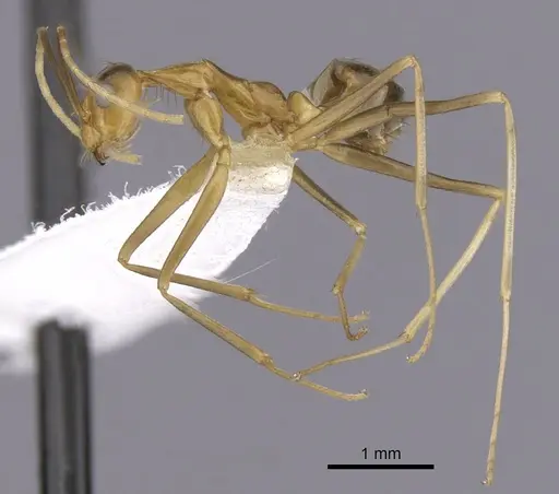 Anoplolepis gracilipes specimen CASENT0249930 image casent0249930_3