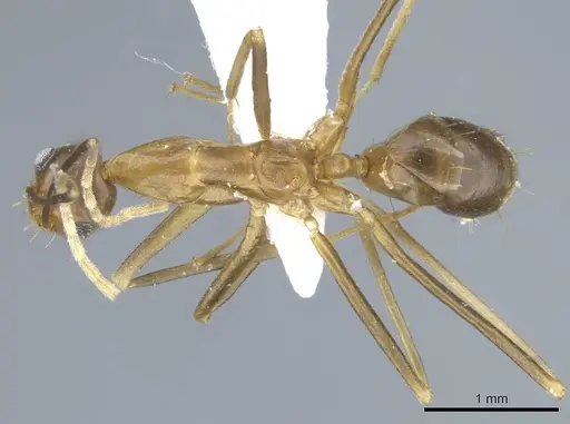 Anoplolepis gracilipes specimen CASENT0740799 image casent0740799_1