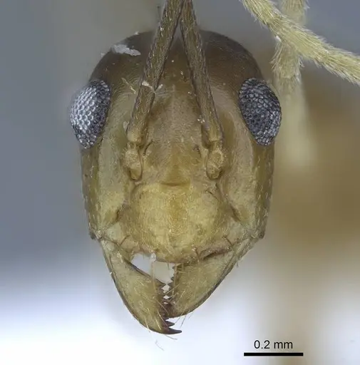 Anoplolepis gracilipes specimen CASENT0740799 image casent0740799_2