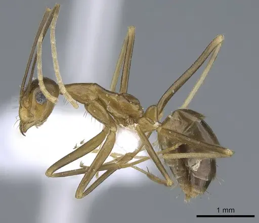 Anoplolepis gracilipes specimen CASENT0740799 image casent0740799_3