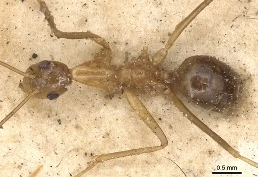 Anoplolepis gracilipes specimen CASENT0901928 image casent0901928_1