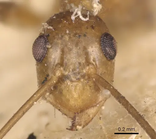 Anoplolepis gracilipes specimen CASENT0901928 image casent0901928_2