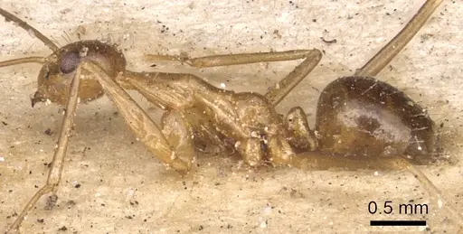 Anoplolepis gracilipes specimen CASENT0901928 image casent0901928_3