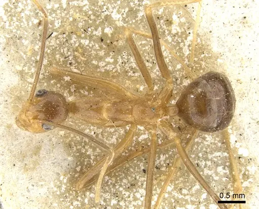 Anoplolepis gracilipes specimen CASENT0903237 image casent0903237_1