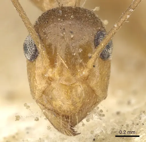 Anoplolepis gracilipes specimen CASENT0903237 image casent0903237_2