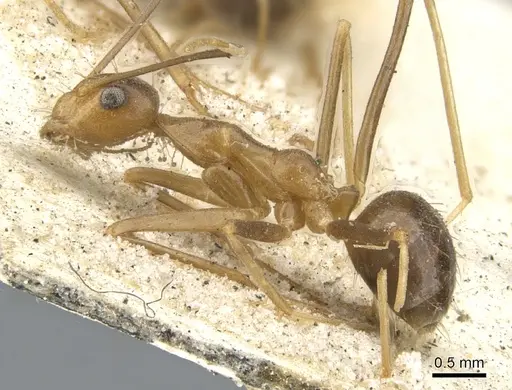 Anoplolepis gracilipes specimen CASENT0903237 image casent0903237_3